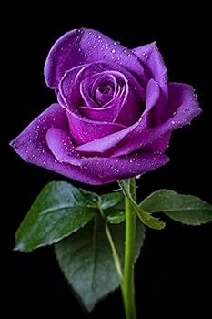パープルローズ Purple Rose Climbing Live Flower Plant For Indoor and